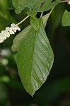 Sweet pepperbush