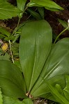 Speckled wood-lily <BR>White clintonia