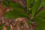 Speckled wood-lily <BR>White clintonia