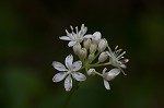 Speckled wood-lily <BR>White clintonia