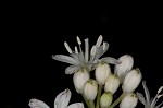 Speckled wood-lily <BR>White clintonia