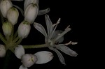 Speckled wood-lily <BR>White clintonia