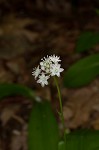 Speckled wood-lily <BR>White clintonia