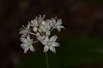 Speckled wood-lily <BR>White clintonia