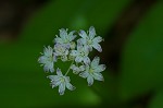 Speckled wood-lily <BR>White clintonia