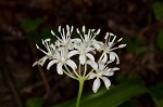 Speckled wood-lily <BR>White clintonia