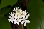 Speckled wood-lily <BR>White clintonia