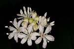 Speckled wood-lily <BR>White clintonia