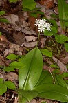 Speckled wood-lily <BR>White clintonia