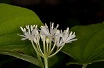 Speckled wood-lily <BR>White clintonia