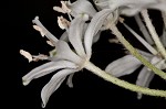 Speckled wood-lily <BR>White clintonia