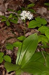 Speckled wood-lily <BR>White clintonia