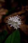 Speckled wood-lily <BR>White clintonia