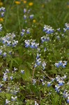 Spring blue eyed Mary