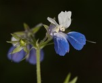 Spring blue eyed Mary