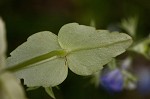 Spring blue eyed Mary