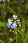 Spring blue eyed Mary