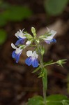 Spring blue eyed Mary