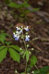 Spring blue eyed Mary