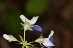 Spring blue eyed Mary