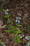 Spring blue eyed Mary