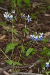 Spring blue eyed Mary