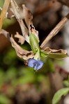 Common dayflower