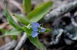 Common dayflower