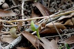 Common dayflower