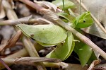 Common dayflower