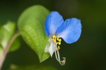 Common dayflower