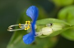 Common dayflower