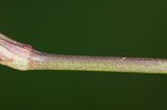 Common dayflower