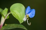 Common dayflower