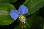 Common dayflower