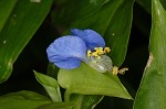 Common dayflower