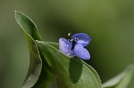 Common dayflower