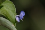 Common dayflower