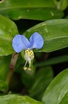 Common dayflower