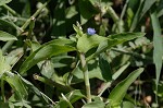 Common dayflower