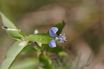 Spreading dayflower