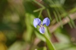 Spreading dayflower