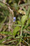 Spreading dayflower