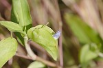 Spreading dayflower