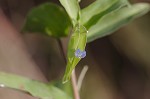 Spreading dayflower