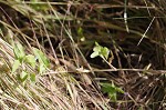 Spreading dayflower