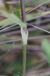 Spreading dayflower