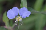 Virginia dayflower