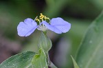 Virginia dayflower