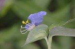 Virginia dayflower